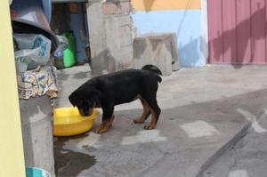 Rottweiler hembra 2 meses y 20 dias con sus dos vacunas