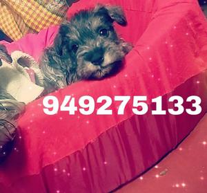 Vendo Cachorros Schnauzer