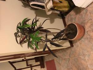 Plantas varias