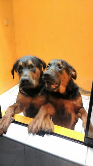 Adopta Rottweiler