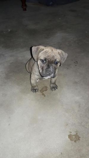 American Bully Macho