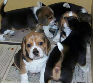 Beagle Autenticos Bbs Vacunados