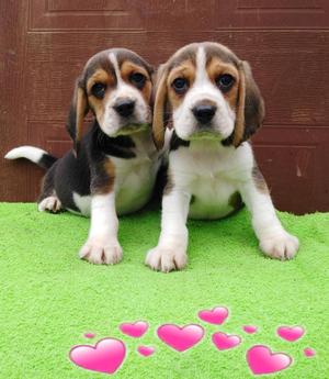 Beagles Cachorros
