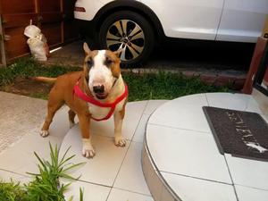 Bull Terrier Monta