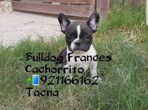 Bulldog Frances