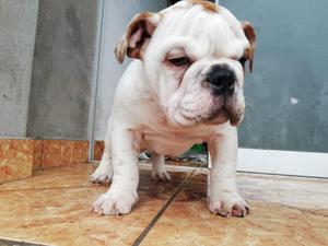 Bulldog Ingles