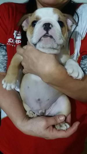 Bulldog Ingles