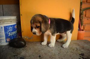 Cachorra beagle tricolor