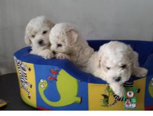 Cachorritos Bichon Frise