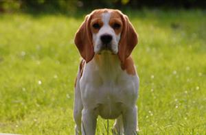 Cachorro Beagle, en Adopción Urgente