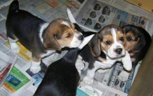 Cachorros Beagle Tricolor Negociable