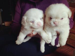 Cachorros Pekines Albino