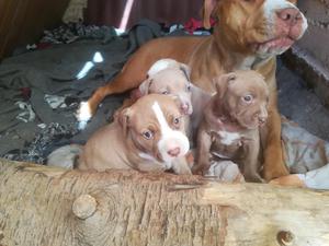 Cachorros Pitbull en Venta