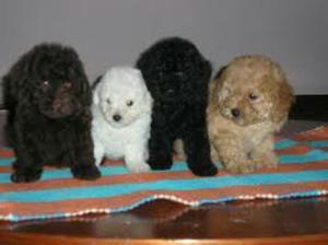 Cachorros Poodle