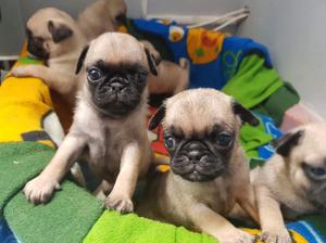 Cachorros Pug