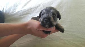 Cachorros Schnauzer