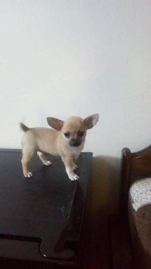 Chihuahua Toy Machito