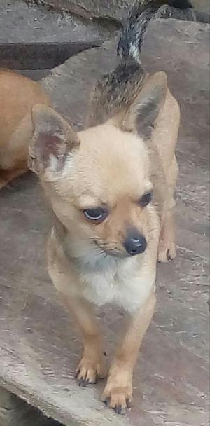 Chihuahua con Pedigree