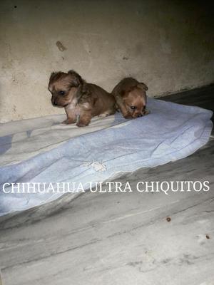 Chihuahua de Pelo Largo Ultra Chiquitos
