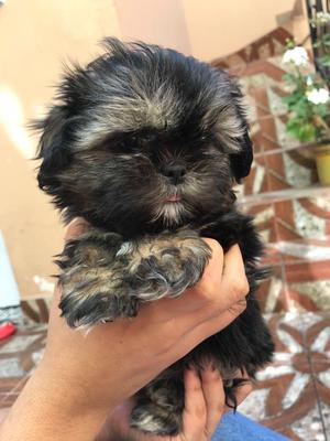 Dos Hembritas Shih Tzu