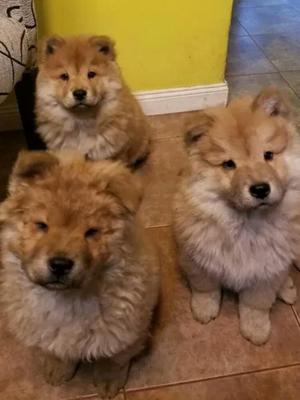 Ejemplares Chow Chow