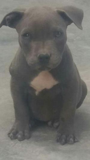 Fusion Bully Blue