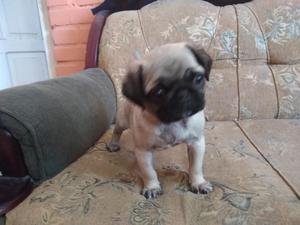 Lindo Pug Cachorro