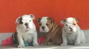 Lindos Bulldog Inglés