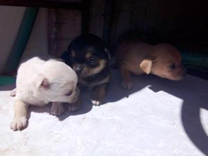 Lindos Chihuahuas