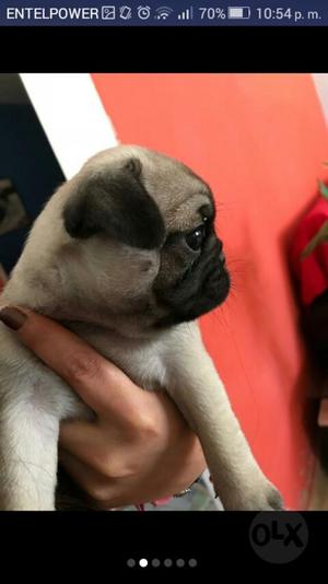 Lindos Pug Calinos