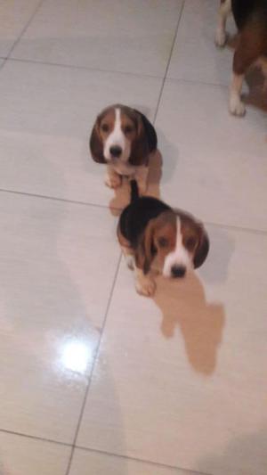 Lindos beagles tricolor