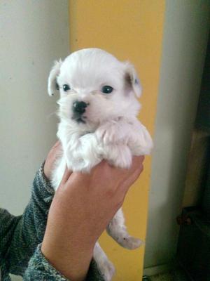 Perrito Shih Tzu