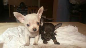 Perros Chihuahuas Hermosos