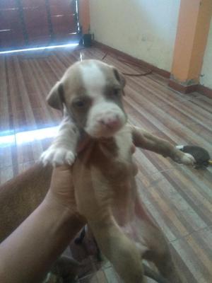 Pitbull Fusión en Venta