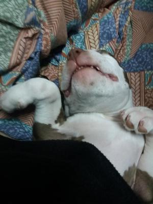 Pitbull Terrier Red Nose