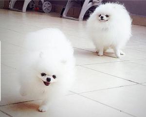 Pomerania Pequeñosbtoy