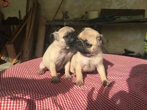 Pug Carlinos Exelentes