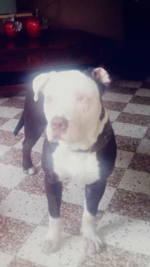 Rec Naus 7 meses macho