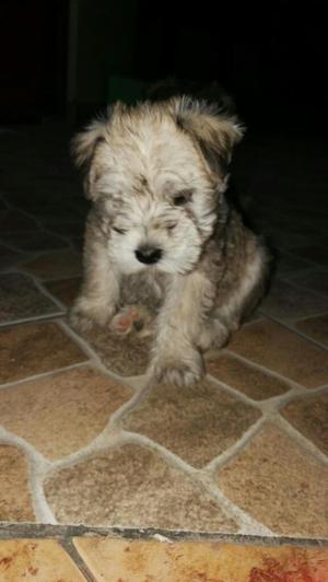 Schnauzer Blanco