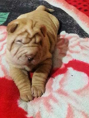 Shar Pei Originales Vacunados