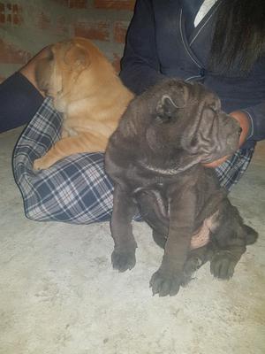 Sharpei