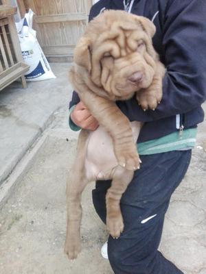 Sharpei Hembra