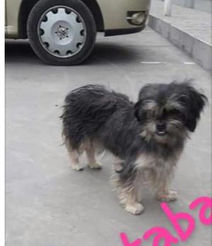 Shitzu Hembrita en Adopción