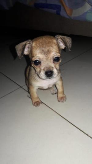 VENDO CHIHUAHUA HEMBRA