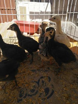 Vendo 8 Pavitos en Arequipa 