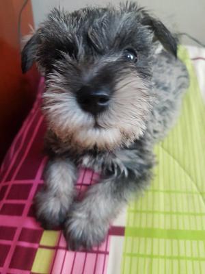 Vendo Cachorros Schnauzer