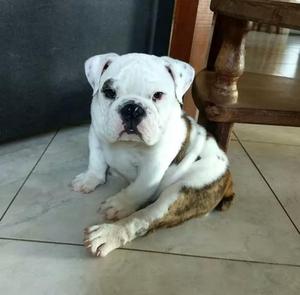 Venta de Bulldog Inglés