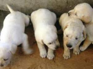 Venta de Cachorros Labradores