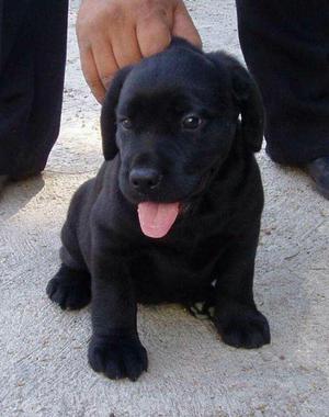 Venta de Cachorros Labradores Negros
