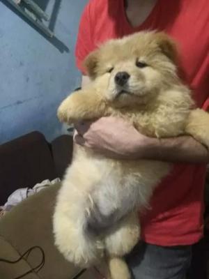 Venta de Chow Chow